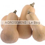 Courge bio Butternut, semences bio maraicher Agrosemens Courges, potirons, bio, Butternut, semences bio maraicher Agrosemens
