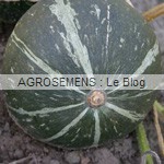 Potimarron bio Green Hokkaido, Agrosemens Courges, potirons, bio, Potimarron bio Green Hokkaido, semences bio maraicher Agrosemens