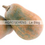 courge bio Sucrine du Berry, Agrosemens Courges, potirons, bio, Sucrine du Berry,semences bio Agrosemens
