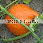 Potimarron bio Red Kuri, Agrosemens Courges, potirons, bio, Red Kuri, semences bio maraicher Agrosemens