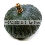 Potiron bio vert Kabocha, semences bio maraicher AGROSEMENS Courges, potirons, bio, vert Kabocha, semences bio maraicher AGROSEMENS