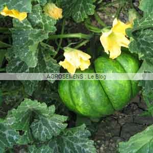 courge bio Musquee courge bio Musquee