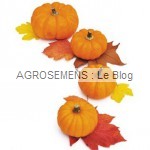 courge bio jack-be-Little, Agrosemens Courges, potirons, bio, jack-be-Little, semences bio Agrosemens