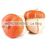 courge bio-mini-red-turban-agrosemens