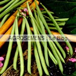 Haricot à rames Cobra, Agrosemens
