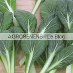 Chou Chine Tatsoi agrosemens jeunes pousses-Chou Chine Tatsoi agrosemens