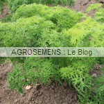 Golden Frills Agrosemens jeunes pousses-Golden Frills Agrosemens
