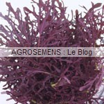 Mizuna-Rouge agrosemens jeunes pousses-bio-Mizuna-Rouge agrosemens