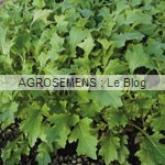Mizuna Agrosemens jeunes pousses-bio-Mizuna Agrosemens