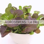 Moutarde Osaka Segal agrosemens jeunes pousses-bio-Moutarde Osaka Segal agrosemens