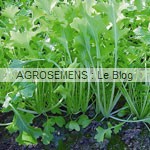 Namenia Agrosemens jeunes pousses-bio-Namenia Agrosemens