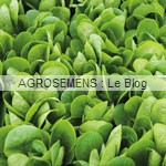 Palosta Agrosemens jeunes pousses-bio-Palosta Agrosemens