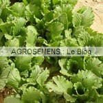 Pe-tsai Granaat agrosemens demeter jeunes pousses-bio-Pe-tsai Granaat agrosemens demeter