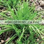 Plantain demeter agrosemens jeunes pousses-bio-Plantain demeter agrosemens
