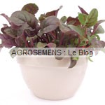 Red Ruby Chard Agrosemens jeunes pousses-bio-Red Ruby Chard Agrosemens
