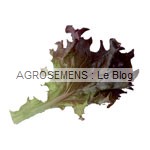 Rosalo Agrosemens jeunes pousses-bio-Rosalo Agrosemens