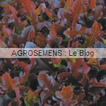 Sadawi Agrosemens jeunes pousses-bio-Sadawi Agrosemens