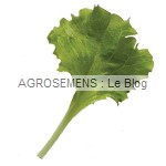 celinet - jeunes pousses bio - Semences AGROSEMENS celinet - jeunes pousses bio - Semences AGROSEMENS