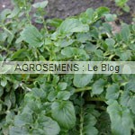 cresson agrosemens jeunes pousses-bio-cresson agrosemens