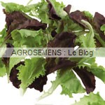Mesclun Crétois agrosemens jeunes pousses-bio-Mesclun Crétois agrosemens
