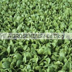 epinard agrosemens jeunes pousses-bio-epinard agrosemens