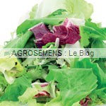 mesclun de chicorée agrosemens jeunes pousses-bio-mesclun de chicorée agrosemens
