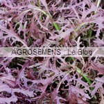 moutarde rouge - jeunes pousses bio - semences bio AGROSEMENS moutarde rouge - jeunes pousses bio - semences bio AGROSEMENS