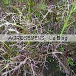 Purple Frills agrosemens jeunes pousses-bio-Purple Frills agrosemens