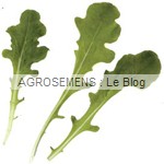 Oaking - jeunes pousses bio - Semences AGROSEMENS Oaking - jeunes pousses bio - Semences AGROSEMENS