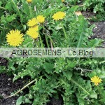 pissenlit - semences bio AGROSEMENS pissenlit - semences bio AGROSEMENS
