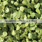 pourpier agrosemens jeunes pousses-bio-pourpier agrosemens