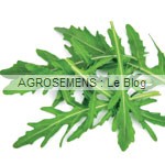 roquette agrosemens jeunes pousses-bio-roquette agrosemens