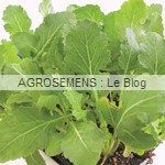 Sériphon- jeunes pousses bio - Semences AGROSEMENS Sériphon - jeunes pousses bio - Semences AGROSEMENS