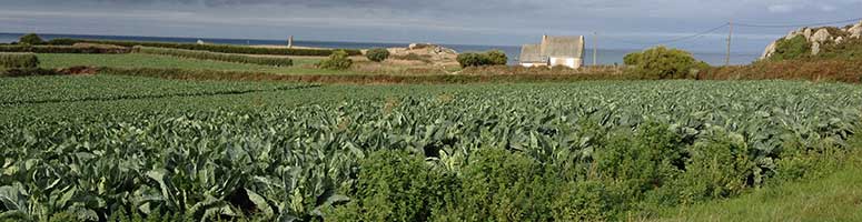Champ chou bio semences agrosemens Champ chou bio semences agrosemens