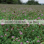 Marévert plein champ - agrosemens