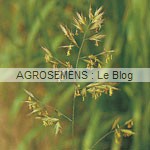 engrais verts bio - Fétuque élevée - Agrosemens
