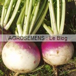 navets bio semences maraicher navets bio semences maraicher