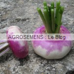 semences navet bio plat hatif semences navet bio plat hatif