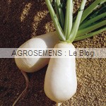 navets bio semences maraichères navets bio semences maraichères