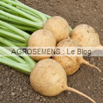 navet bio boule d'or - semences bio navet boule d'or - semences bio