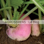 graines bio navet plat - agrosemens graines bio navet plat - agrosemens