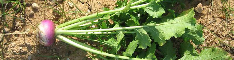 Navet bio, semences maraichères Navets bio, semences maraichères