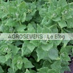Tétragone cornue bio, épinard de Nouvelle-Zélande, semence bio