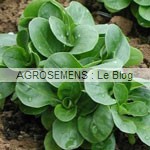 maches bio, semences agrosemens maches bio, semences agrosemens