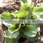 maches bio, semences bio agrosemens maches bio, semences bio agrosemens