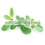 mâche bio, semences agrosemens mâche bio, semences agrosemens
