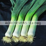 poireau bio, semences agrosemens poireaux bio, semences agrosemens
