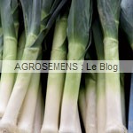 poireau bio, semences bio maraicher poireau bio, semences bio maraicher