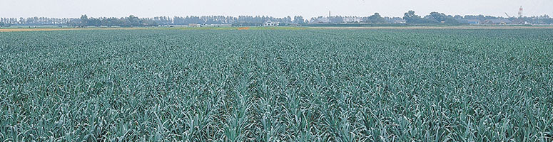 champ de poireaux bio, semences bio champ de poireaux bio, semences bio