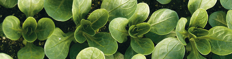 mâches bio, semences bio agrosemens mâches bio, semences bio agrosemens